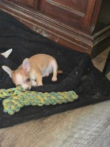 chihuahua puppies