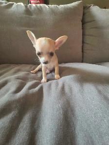 chihuahua puppies - Photo 2