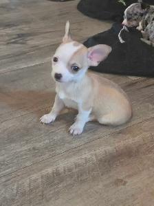 chihuahua puppies - Photo 3