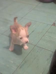 chihuahua puppies - Photo 4