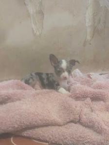 chihuahua puppies - Photo 5