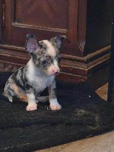 chihuahua puppies - Photo 6