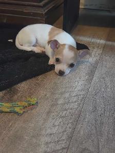 chihuahua puppies - Photo 7