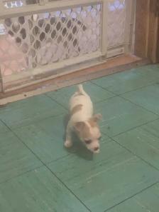 chihuahua puppies - Photo 8