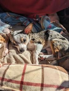 chihuahua puppies - Photo 9