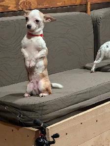 chihuahua puppies - Photo 10