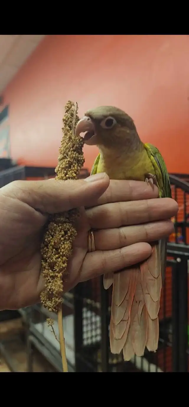 Baby pineapple conures