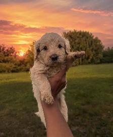 F1B GOLDENDOODLE PUPPIES