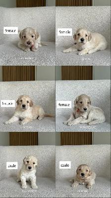 F1B GOLDENDOODLE PUPPIES - Photo 2