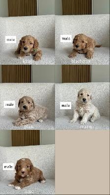 F1B GOLDENDOODLE PUPPIES - Photo 3