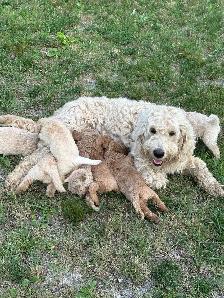 F1B GOLDENDOODLE PUPPIES - Photo 4