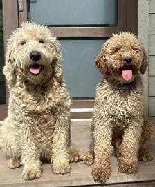 F1B GOLDENDOODLE PUPPIES - Photo 5