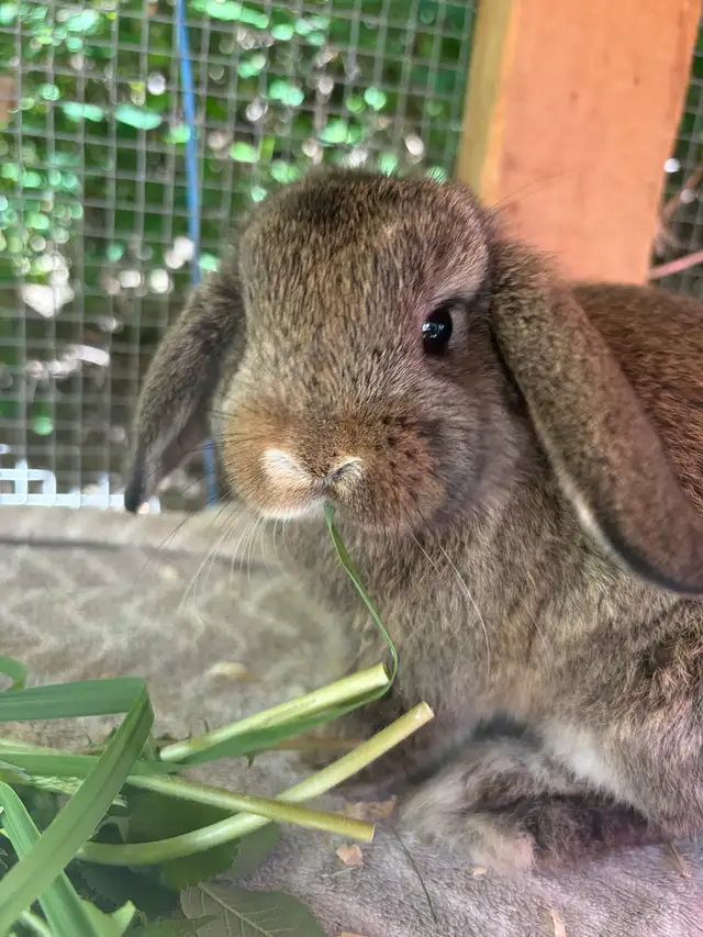 Female holland lop bunny!