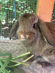 Female holland lop bunny!