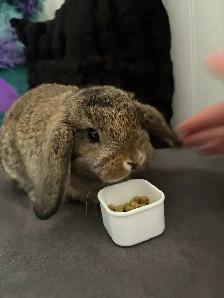 Female holland lop bunny! - Photo 2