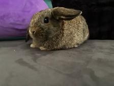 Female holland lop bunny! - Photo 3