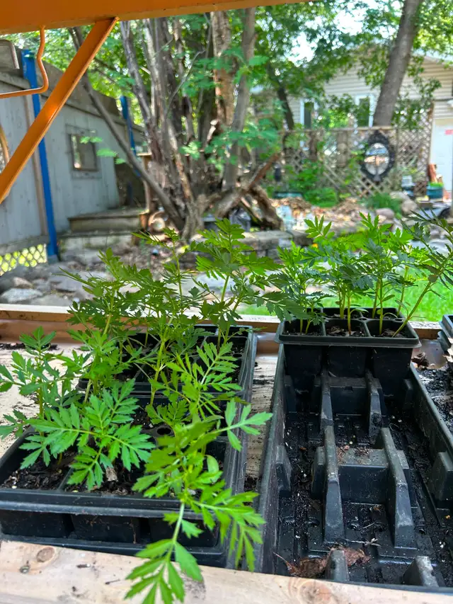 FREE:  17 Marigold plants ready for transplanting.