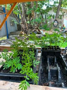 FREE:  17 Marigold plants ready for transplanting.