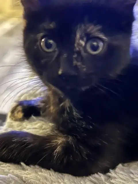Adorable bébé chatte à vendre 70$