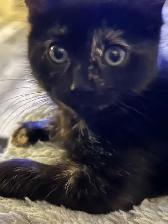 Adorable bébé chatte à vendre 70$