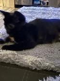 Adorable bébé chatte à vendre 70$ - Photo 2