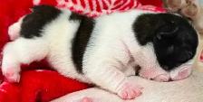French bulldog puppies