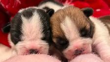 French bulldog puppies - Photo 5