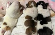 French bulldog puppies - Photo 6