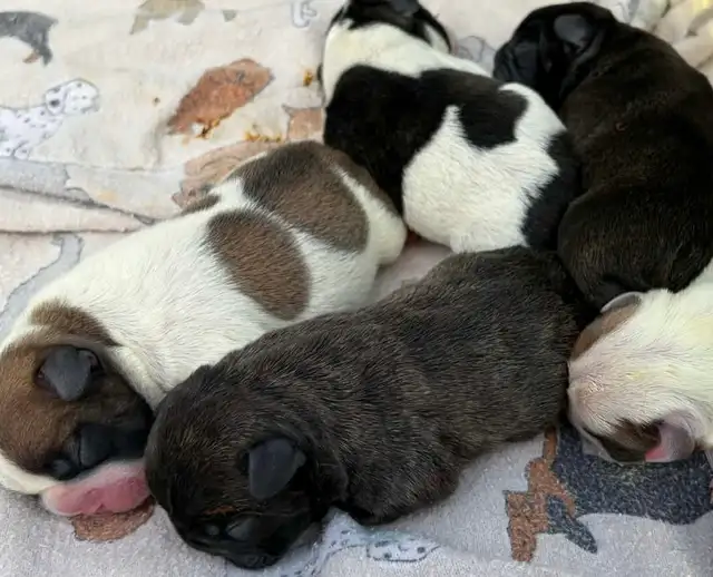 French bulldog puppies