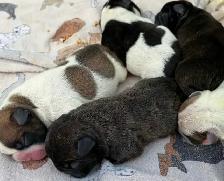 French bulldog puppies