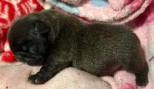 French bulldog puppies - Photo 2