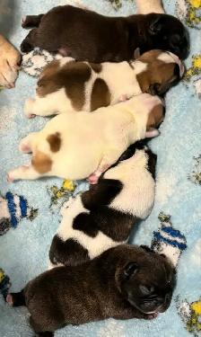 French bulldog puppies - Photo 3