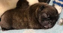 French bulldog puppies - Photo 4