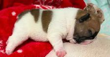 French bulldog puppies - Photo 6