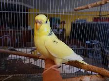 1 YEAR OLD  FEMALE BUDGIE  FOR SALE