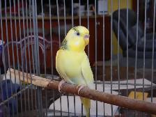 1 YEAR OLD  FEMALE BUDGIE  FOR SALE - Photo 3