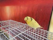 1 YEAR OLD  FEMALE BUDGIE  FOR SALE - Photo 4