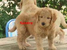 F2 Golden doodle puppies