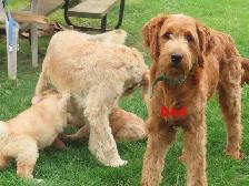 F2 Golden doodle puppies - Photo 2