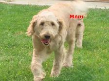 F2 Golden doodle puppies - Photo 3