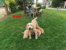 F2 Golden doodle puppies - Photo 4