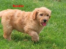 F2 Golden doodle puppies - Photo 6