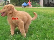 F2 Golden doodle puppies - Photo 7