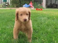 F2 Golden doodle puppies - Photo 8