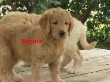 F2 Golden doodle puppies - Photo 9