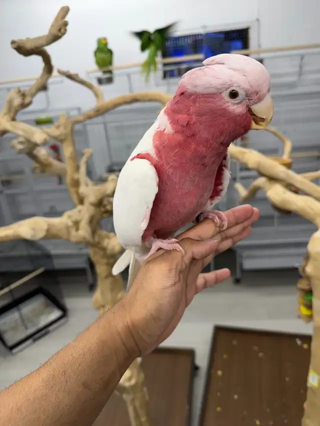 Lutino Galah Cockatoo (Rose-Breasted Cockatoo) - Very friendly