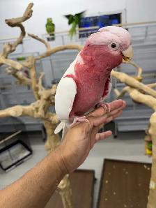 Lutino Galah Cockatoo (Rose-Breasted Cockatoo) - Very friendly