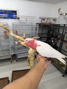 Lutino Galah Cockatoo (Rose-Breasted Cockatoo) - Very friendly - Photo 3