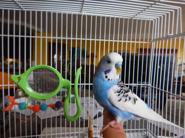 1 YEAR OLD  VIOLET  MALE  BUDGIE  FOR SALE
