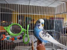 1 YEAR OLD  VIOLET  MALE  BUDGIE  FOR SALE